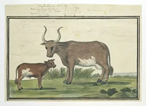 Watercolor Paint Prints: Bos taurus: Cape cow and calf, 1778. Creator: Robert Jacob Gordon
