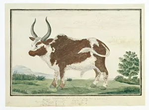 Watercolor Paint Prints: Bos taurus: Namaqua Ox or nomgo, 1778. Creator: Robert Jacob Gordon
