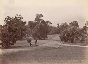 Botanic Gardens Gallery: Botanical Garden, 1860s-70s. Creator: Unknown