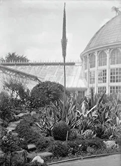 Glasshouse Prints: Botanical Gardens, 1917 or 1918