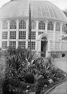 Glasshouse Prints: Botanical Gardens, 1917 or 1918