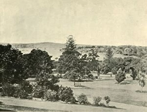 Gardens Collection: The Botanical Gardens of Sydney, 1901. Creator: Unknown