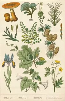 Leaves Collection: Botanical illustration, c1880s. Creator: Vincent Brooks Day & Son