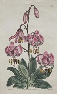 The Botanical Magazine or Flower Garden Displayed... Turks Cap Lily, 1814. Creator: S