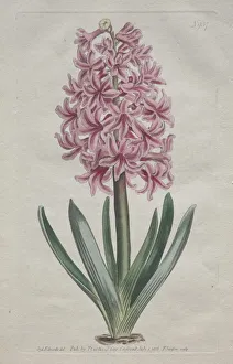 The Botanical Magazine or Flower Garden Displayed: Garden Hyacinth, 1806. Creator