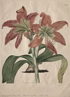 The Botanical Magazine or Flower Garden Displayed: The Mountain Lake Lily, 1827. Creator: S