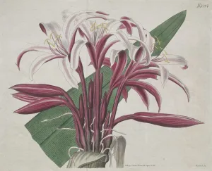 The Botanical Magazine or Flower Garden Displayed: Stately Crinum, 1823. Creator: S