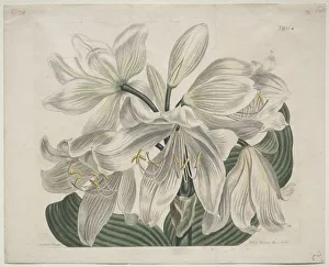The Botanical Magazine or Flower Garden Displayed: White Cape - Coast Lily, 1806. Creator