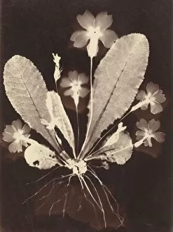 Roots Gallery: Botanical Photogram, 1860s. Creator: Unknown