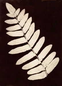 Cyathea Prints: Botanical Specimen: Fern, 1855-60. Creator: Unknown