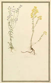 Botanical Studies, ca. 1820. Creator: Anon