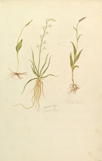 Roots Prints: Botanical Studies (recto); Botanical Studies (verso), ca. 1820. Creator: Anon