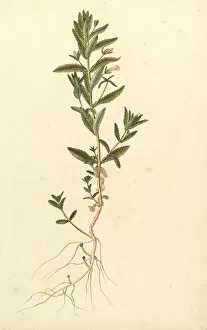 Roots Gallery: Botanical Study, ca. 1820. Creator: Anon