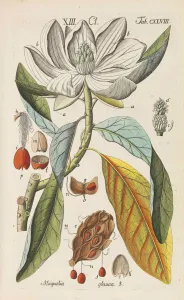 Plant Science Prints: Botanisches Handbuch, 1808. Creator: Schkuhr, Christian (1741-1811)
