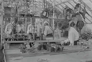 Greenhouse Prints: Botany, Barnard, between c1915 and c1920. Creator: Bain News Service