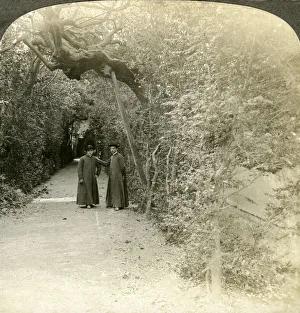 Bower of St Anthony, Vatican Gardens, Rome, Italy. Artist: Underwood & Underwood
