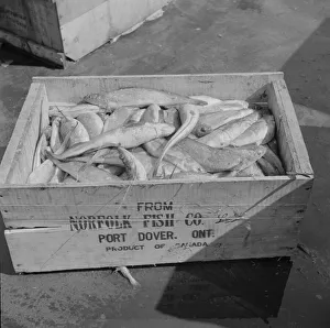 Imported Prints: A box of fish shipped from Port Dover, Ontario, New York, 1943. Creator: Gordon Parks