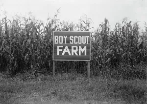Boy Scouts Prints: Boy Scouts, Boy Scout Farm, 1917