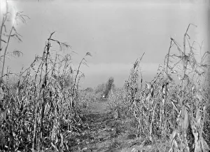 Boy Scouts Prints: Boy Scouts, Boy Scout Farm, 1917