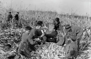 Boy Scouts Prints: Boy Scouts, Boy Scout Farm, 1917