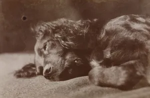 Eakins Thomas Prints: Boyce, Portrait of a Setter Dog, 1880-1890. Creator: Thomas Eakins