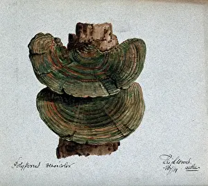 A bracket fungus (Coriolus versicolor): fruiting bodies growing on wood, 1889. Creator: Arthur Wheeler