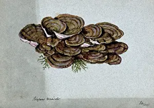 1902 Prints: A bracket fungus (Coriolus versicolor): a large group of fruiting bodies