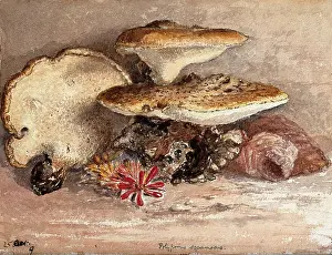 Edible Prints: A bracket fungus (Polyporus squamosus): group of fruiting bodies. Creator: Unknown