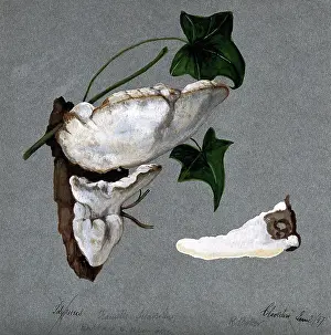 A bracket fungus (Trametes suaveolens): two fruiting bodies growing on wood and a... 1897. Creator: R Baker