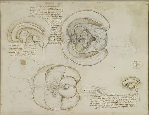 Pencil On Paper Prints: The brain, c.1508. Creator: Leonardo da Vinci (1452-1519)