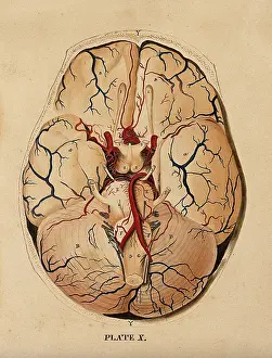 Cross Section Prints: Brain: dissection showing the base of the brain, 1820-1827. Creator: William Home Lizars