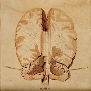 Cross Section Prints: Brain: horizontal section, 1820-1827. Creator: William Home Lizars