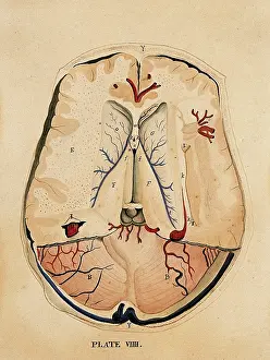 Cross Section Prints: Brain: horizontal section, 1820-1827. Creator: William Home Lizars