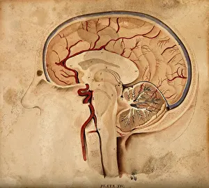 Cross Section Prints: Brain: lateral section, 1820-1827. Creator: William Home Lizars