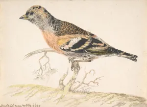 Veen Prints: Bramling (Fringilla Montifringilla), 1679. Creator: Gerardus van Veen