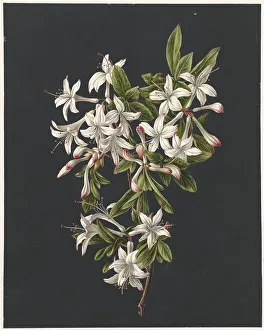 Watercolor Paint Prints: Branch of Azaleas in Bloom, 1831. Creator: M. de Gijselaar
