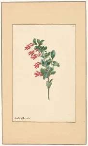 Leen Willem Van Prints: Branch of a barberry, c.1775-c.1825. Creator: Willem van Leen