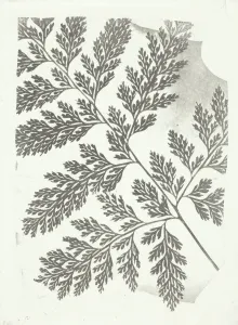 Cyathea Prints: Branch of a Fern, c. 1853 / 58. Creator: William Henry Fox Talbot