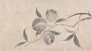 1470s Prints: Branch of Fruit Bearing Tree, unknown date, c1450-1509. Creator: Shen Zhou