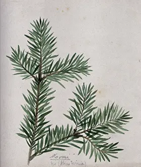 Evergreen Prints: A branch of Japanese fir (Abies firma), c1900. Creator:s Kawano
