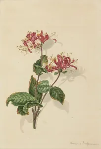 La Thiere Prints: Branch wild honeysuckle (Lonicera periclymenum)