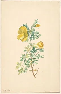 Leen Willem Van Prints: Branch of a yellow rose (rosa lutea), c.1775-c.1825. Creator: Willem van Leen