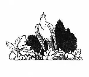 Andersen Collection: Among the Branches Dwelt a Nightingale, c1930. Artist: W Heath Robinson