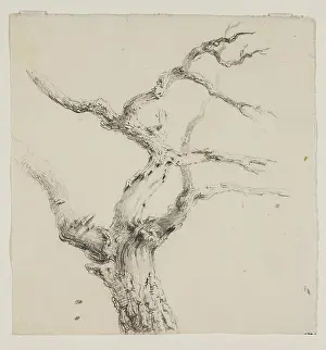 Branches of a Tree, c1830s. Creator: Thomas Cole
