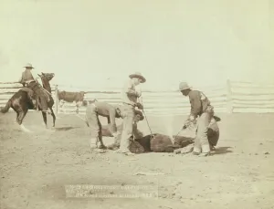 Grabill Prints: Branding calves on roundup, 1888. Creator: John C. H. Grabill