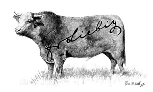 Beef Prints: Branding Cattle, 1898. Creator: Unknown