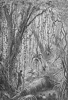 Captain Fitz Roy Prints: Brazilian Forest, c1885 (1890). Artist: Robert Taylor Pritchett
