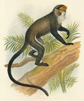 Lloyds Natural History Gallery: De Brazzas Guenon, 1897. Artist: Henry Ogg Forbes