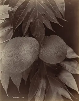 Tropical Prints: Bread Fruit, 1870. Creator: S. Slinn & Co