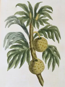 Simeon Prints: Breadfuit (Artocarpus incisus), 1823